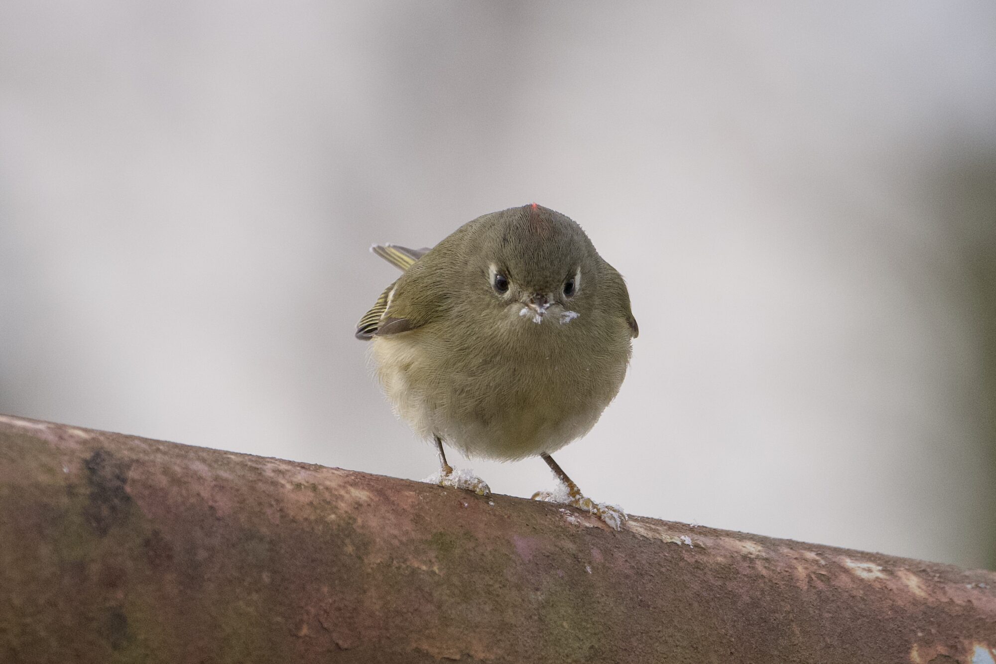 A Ruby-crowned Kinglet on a metal fence, looking right at me. There's a bit of snow on its beak and feet