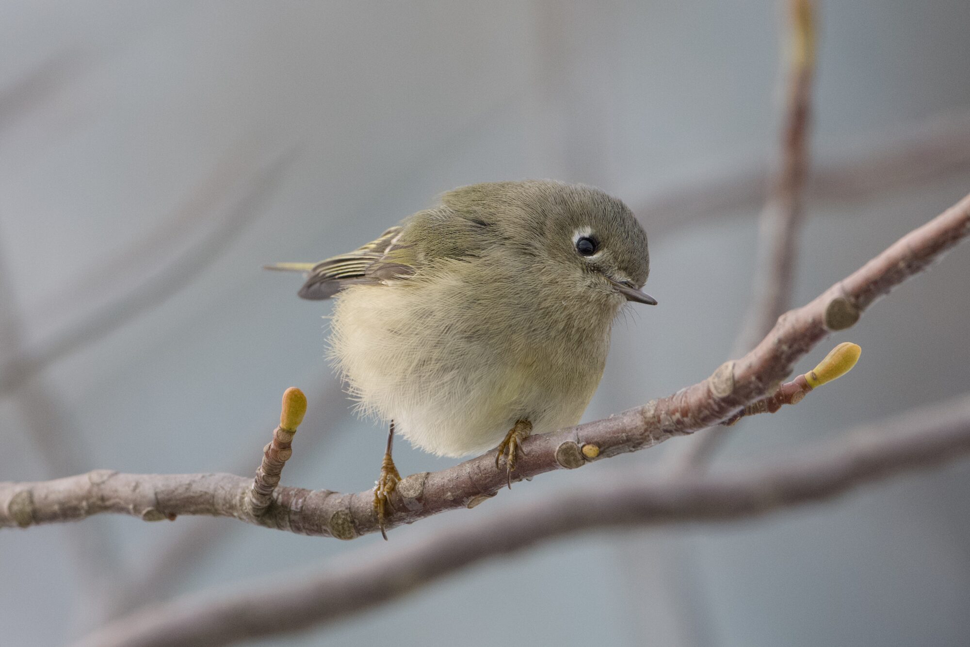 A Ruby-crowned Kinglet on a branch, looking down and head tilted quizzically