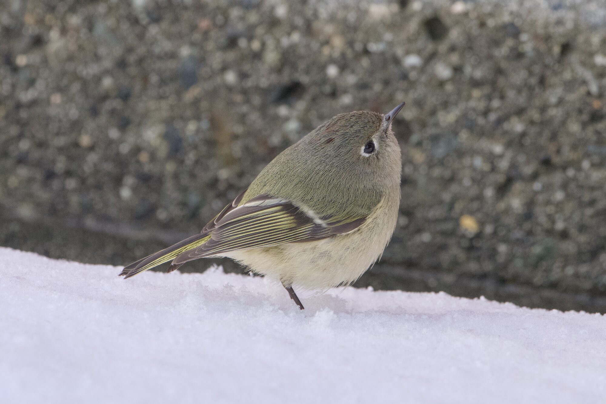 A Ruby-crowned Kinglet at the bottom of a short concrete wall. It is looking up, its feet in the snow