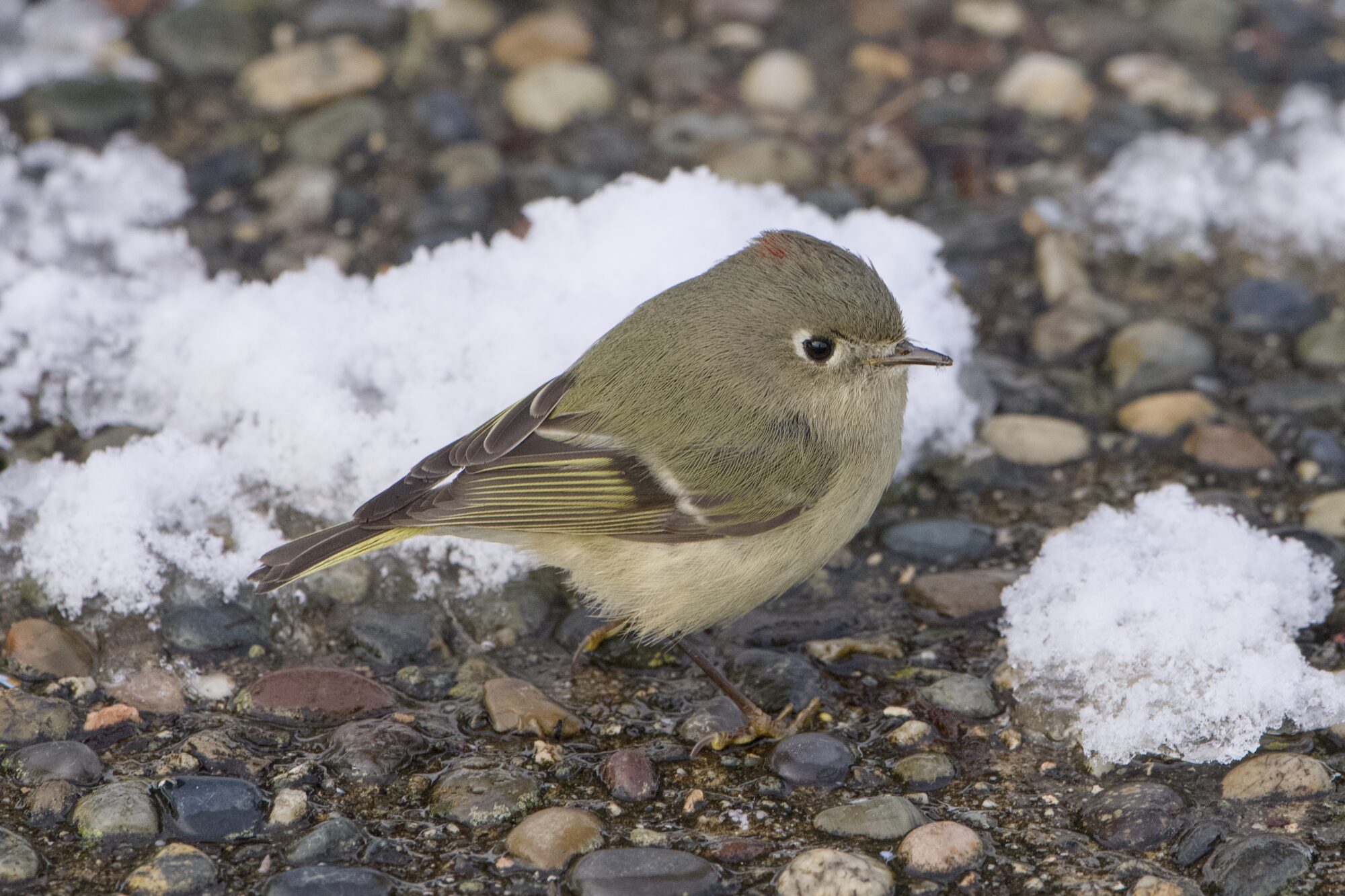 A Ruby-crowned Kinglet on a pebbly concrete path. There are a few patches of snow around