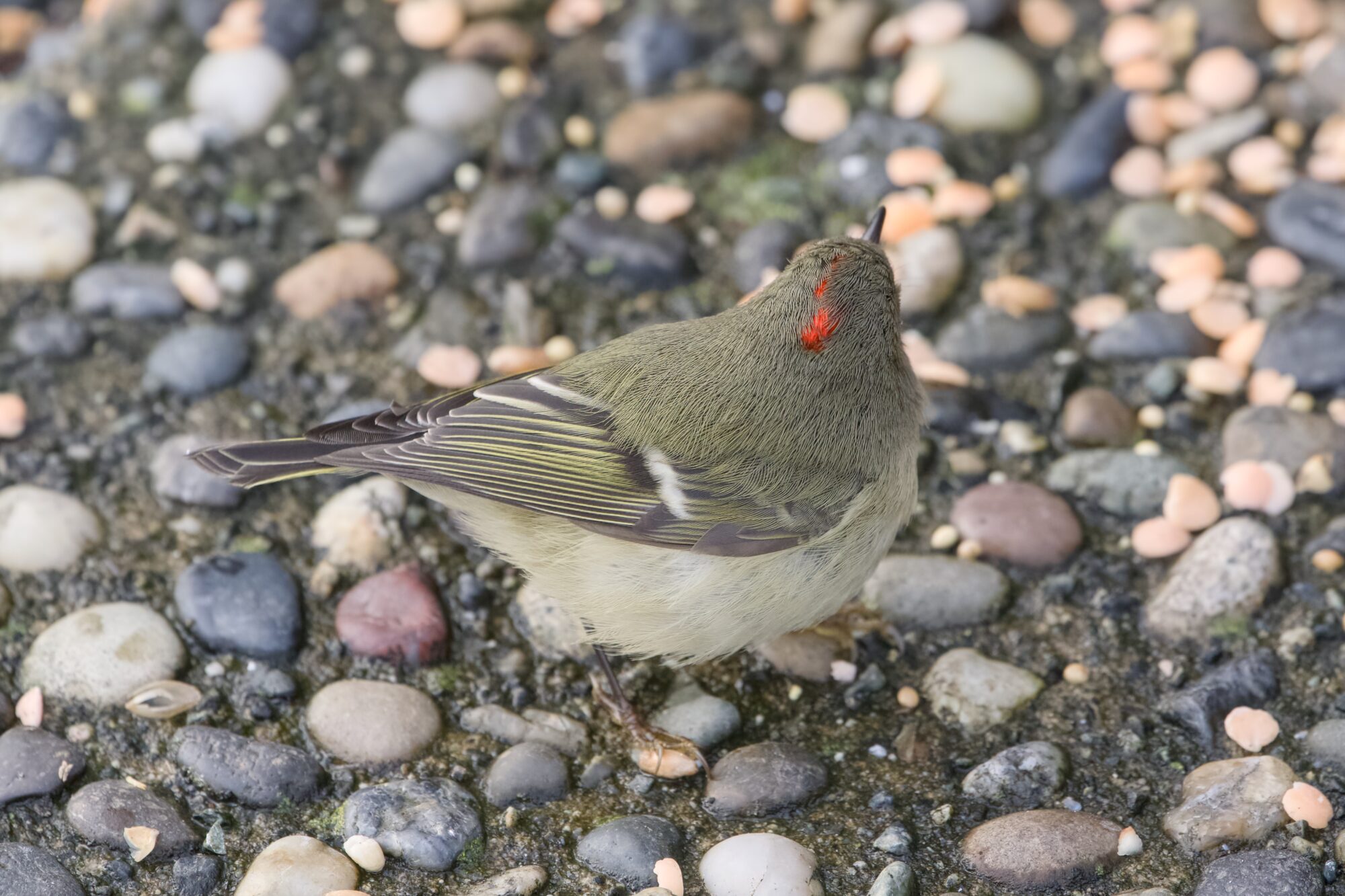 A Ruby-crowned Kinglet  on a pebbly concrete path. We are looking from behind and above, and the red streak of its crest is clearly visible