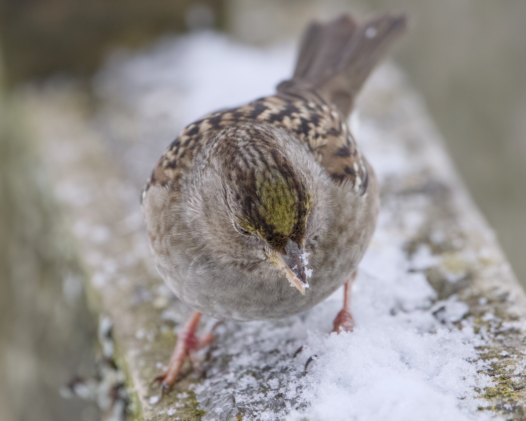 A Golden-crowned Sparrow in the snow, seen from above. There is snow on its beak