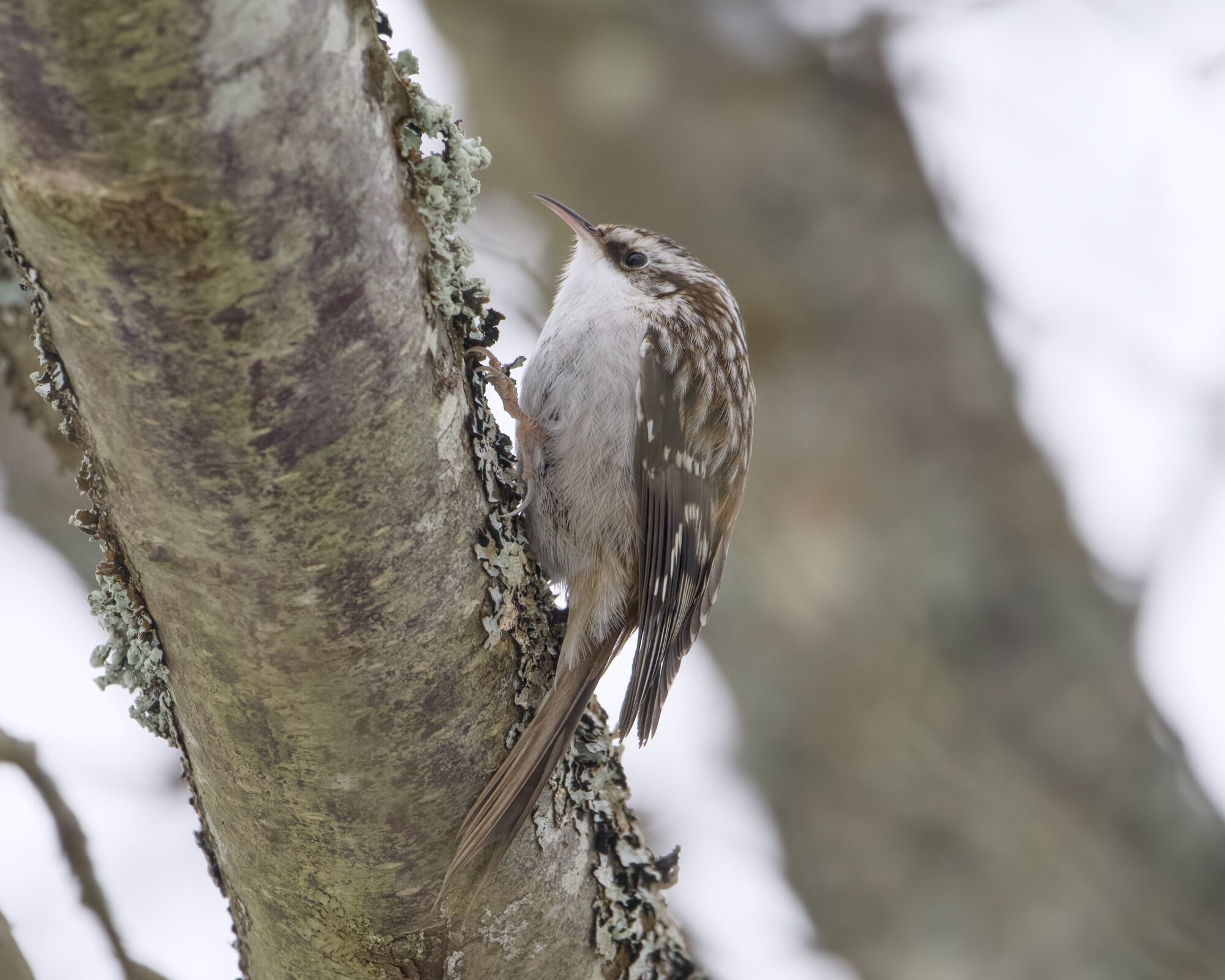 A Brown Creeper up in a tree. The sky is greyish