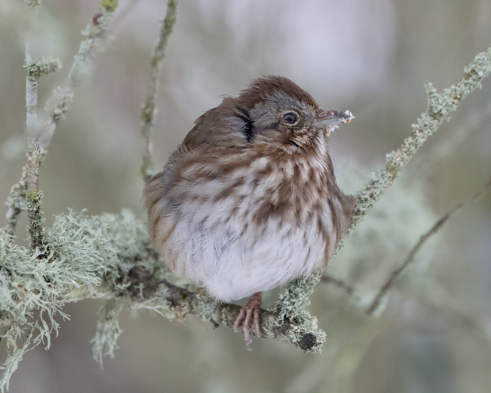 A Song Sparrow up on a lichen-covered branch. It is looking to the right, with a bit of snow on its beak