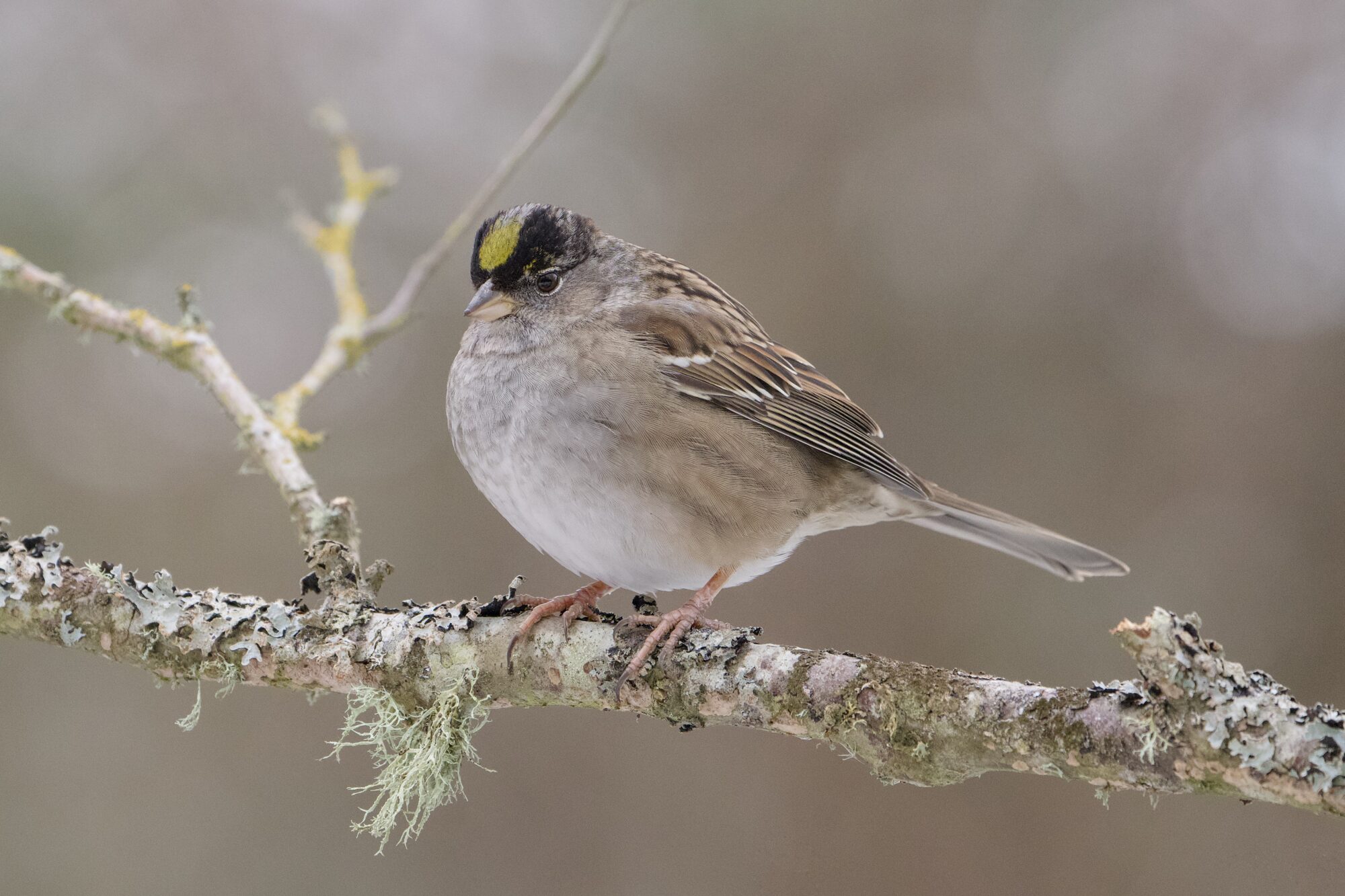 An adult Golden-crowned Sparrow, resting on a lichen-covered branch. The background is muddled brown and white