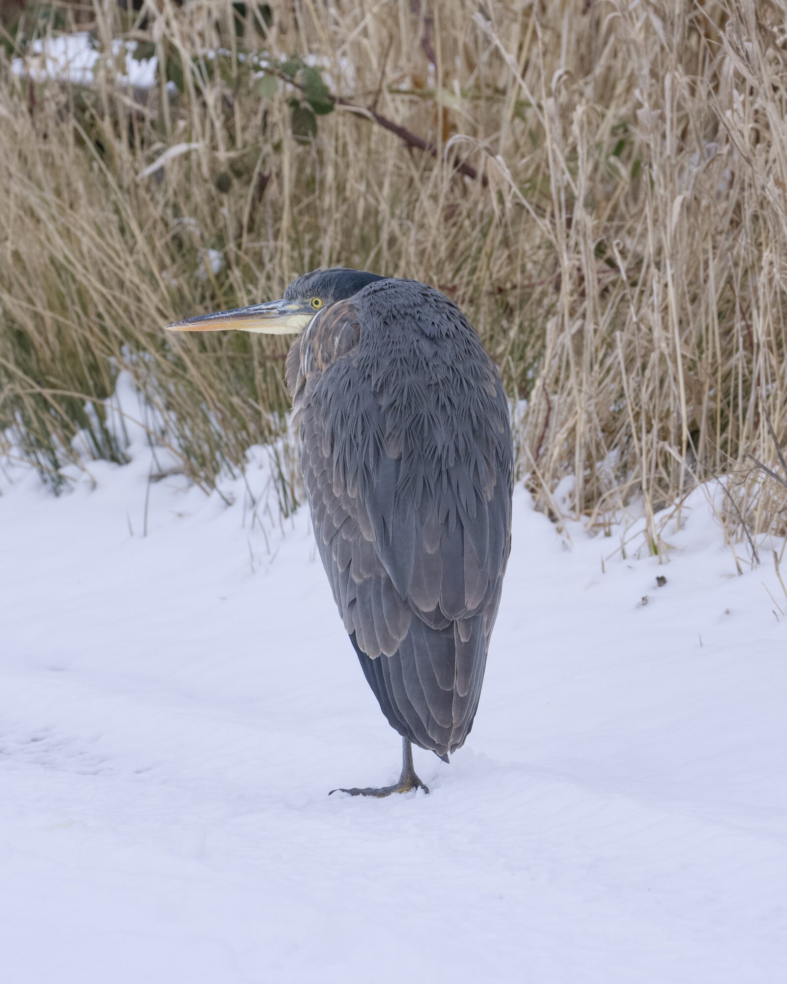 A Great Blue Heron huddling on a snow-covered trail. There are dry brown reeds in the background