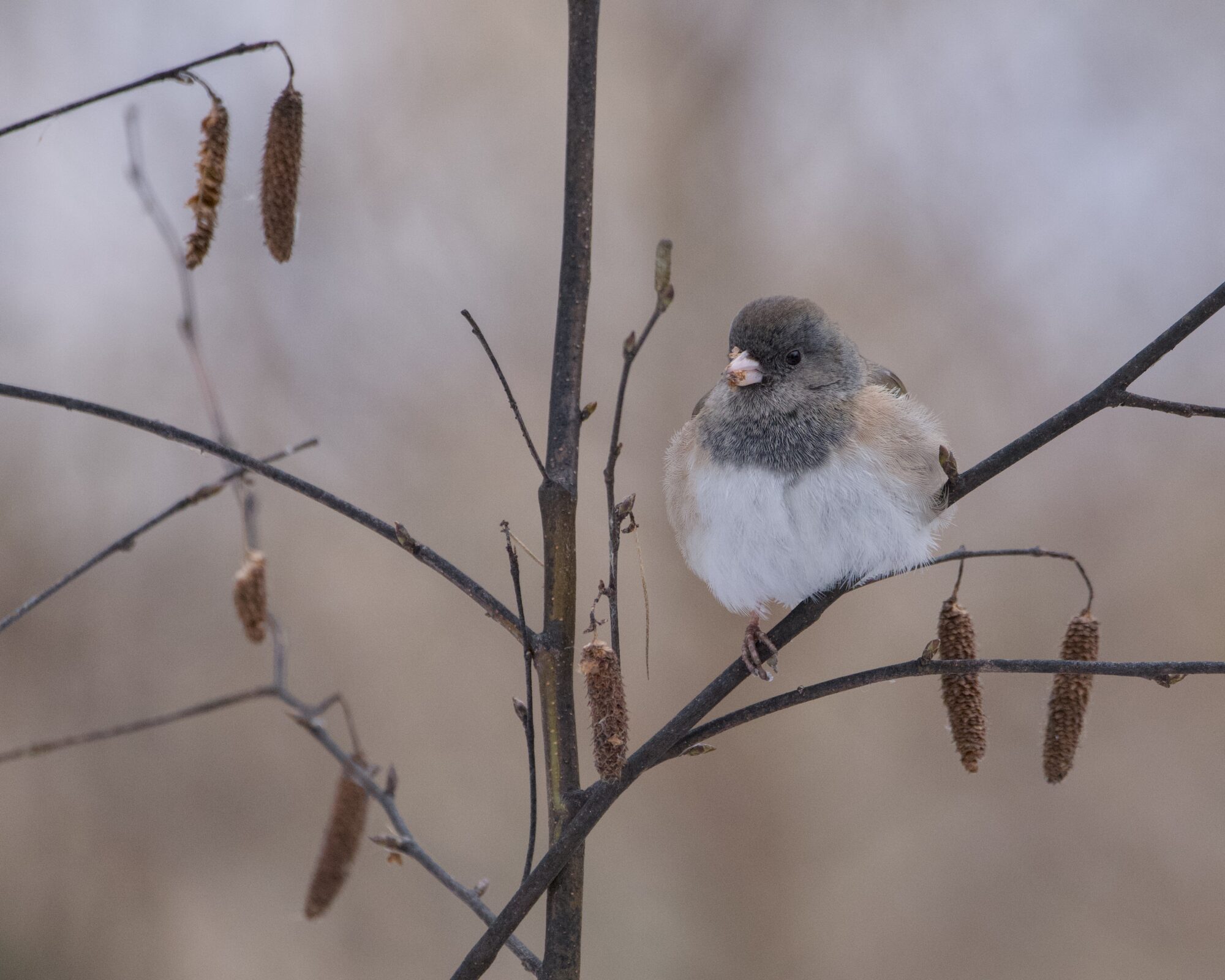 A Dark-eyed Junco (Oregon subspecies) is sitting on a branch of a bare tree. It is very floofed out, and surrounded by long brown seed pods. There are a few little brown seeds on its beak