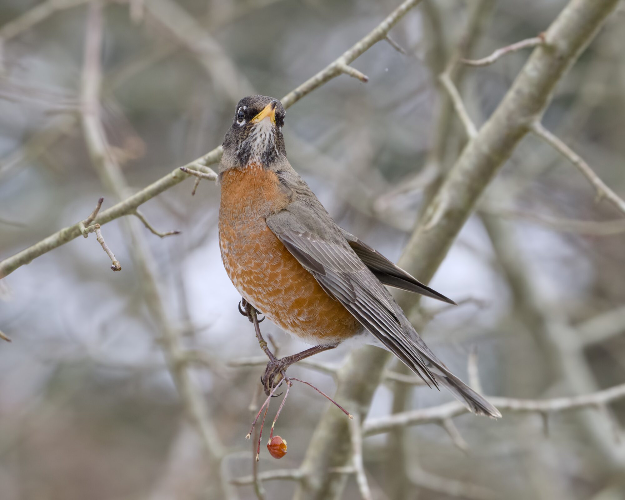 An American Robin up in a tree, looking up to expose its chest and throat to me. The branch it's sitting on has a single red berry hanging from it