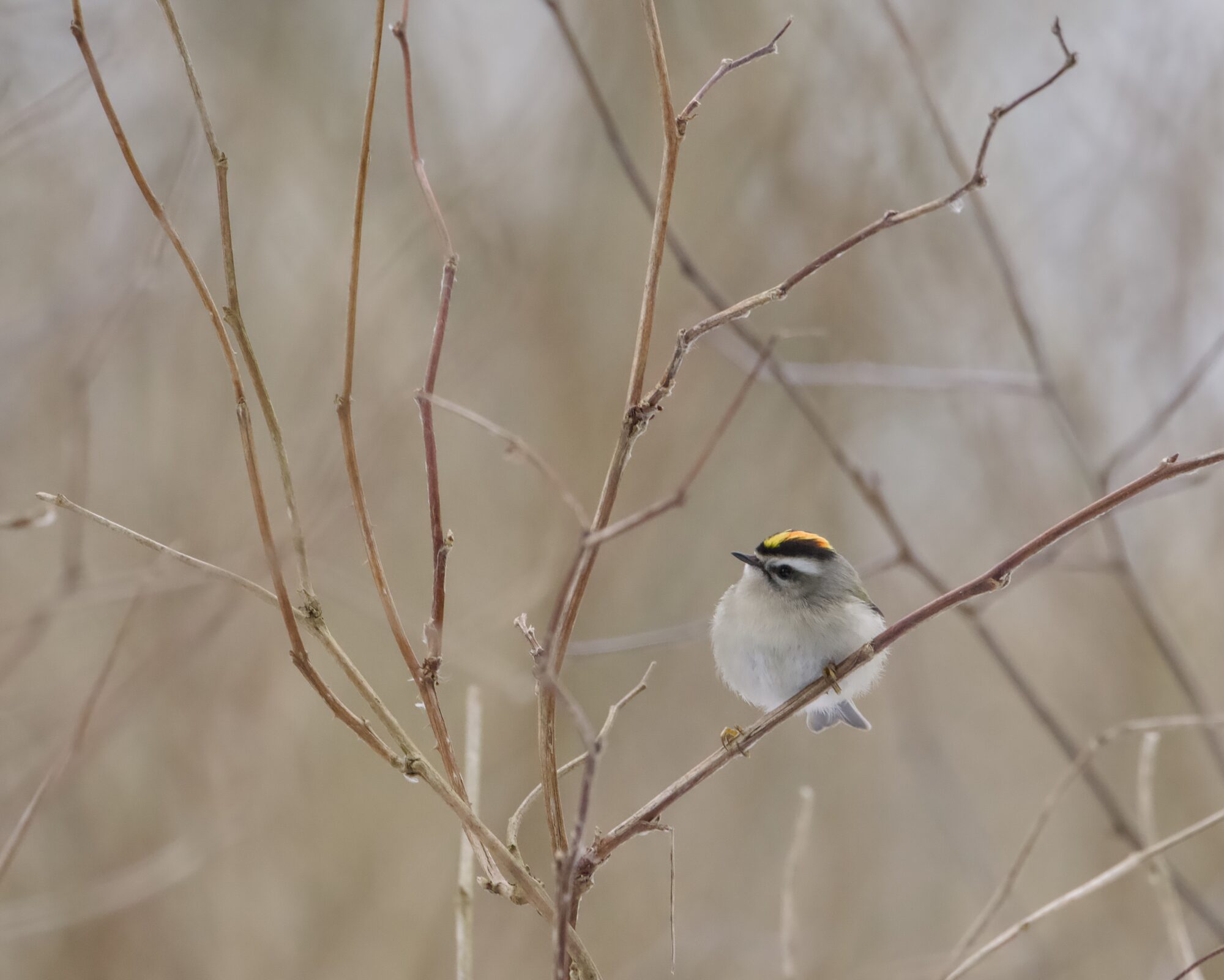 A Golden-crowned Kinglet on the branch of a small bare tree, looking up and to the left