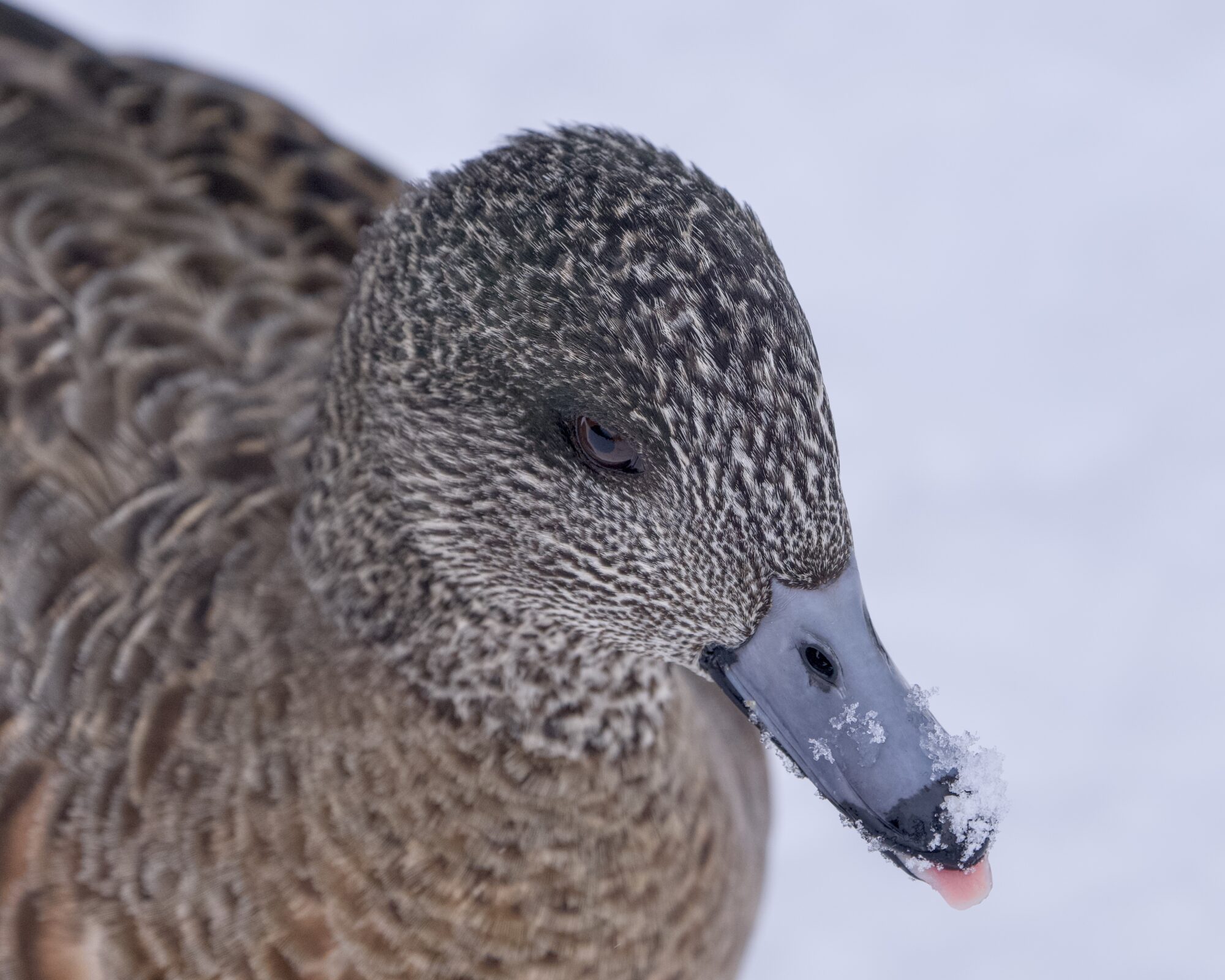 A female American Wigeon in the snow; her bill has a bit of snow on it, and her pink tonge is protruding a bit