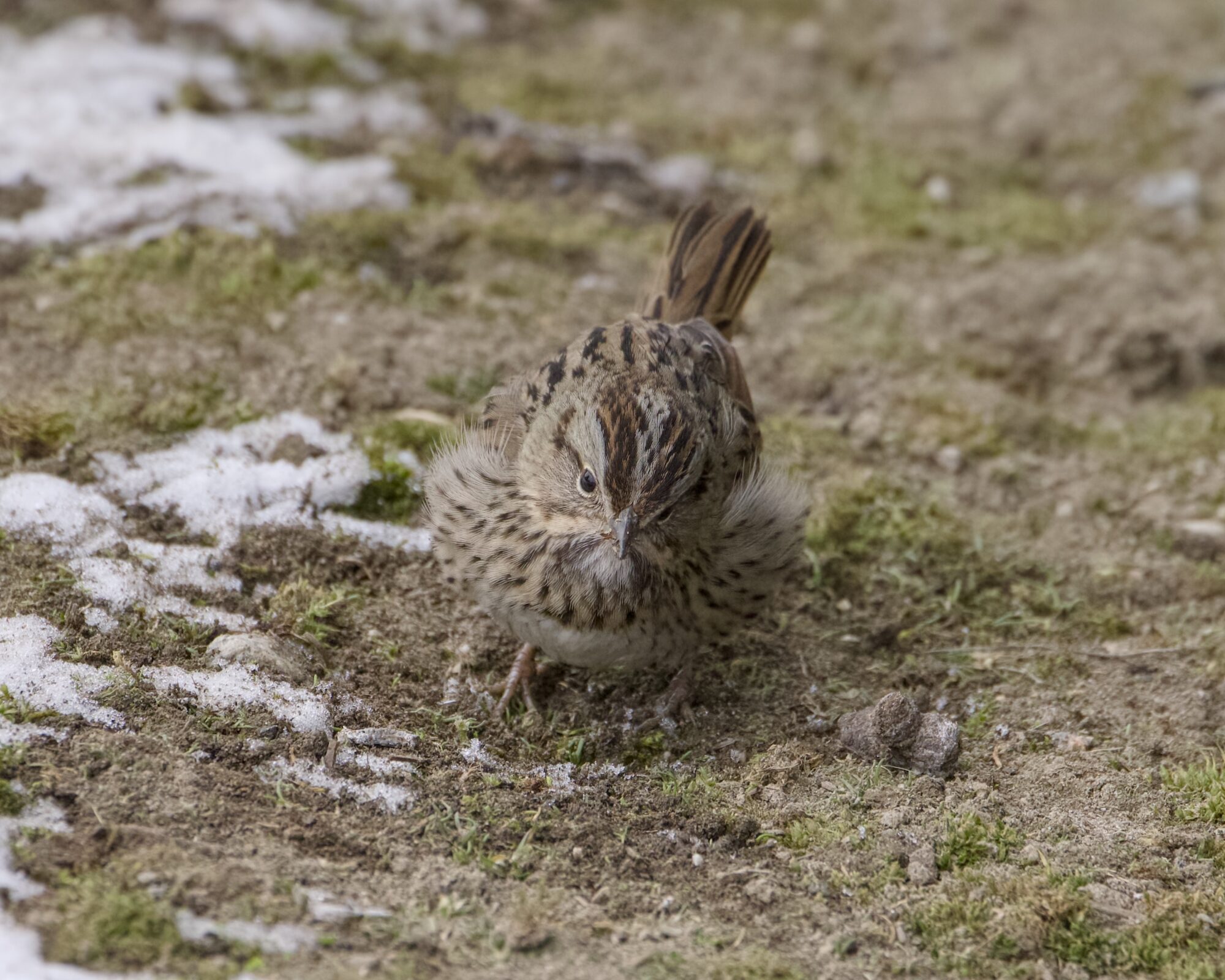 A Lincoln's Sparrow on the ground, facing me. There are a few little patches of snow next to it