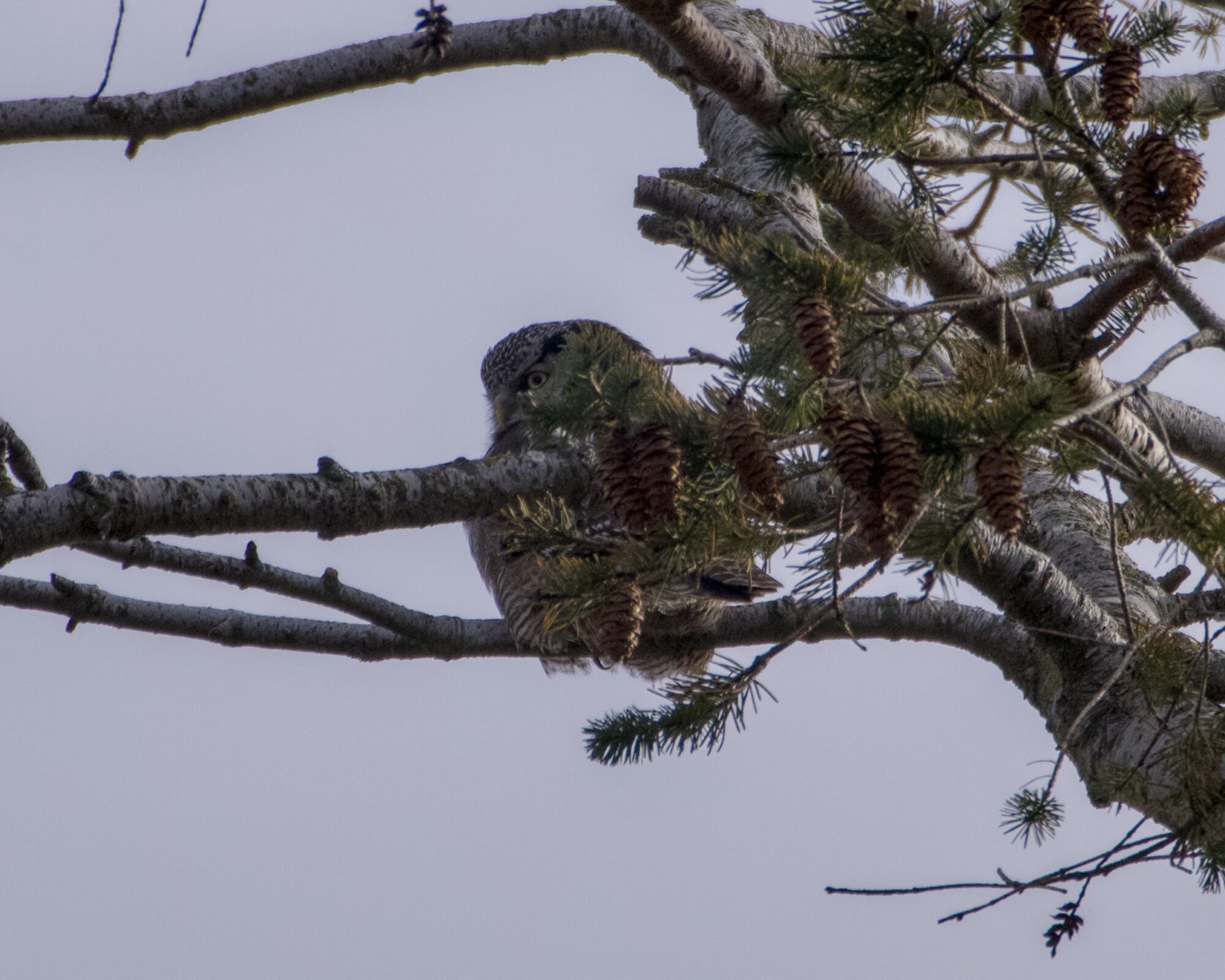 A grey striped owl up in a tree, against a dull grey sky. It is partly turned in our direction, and we can see its left eye and beak