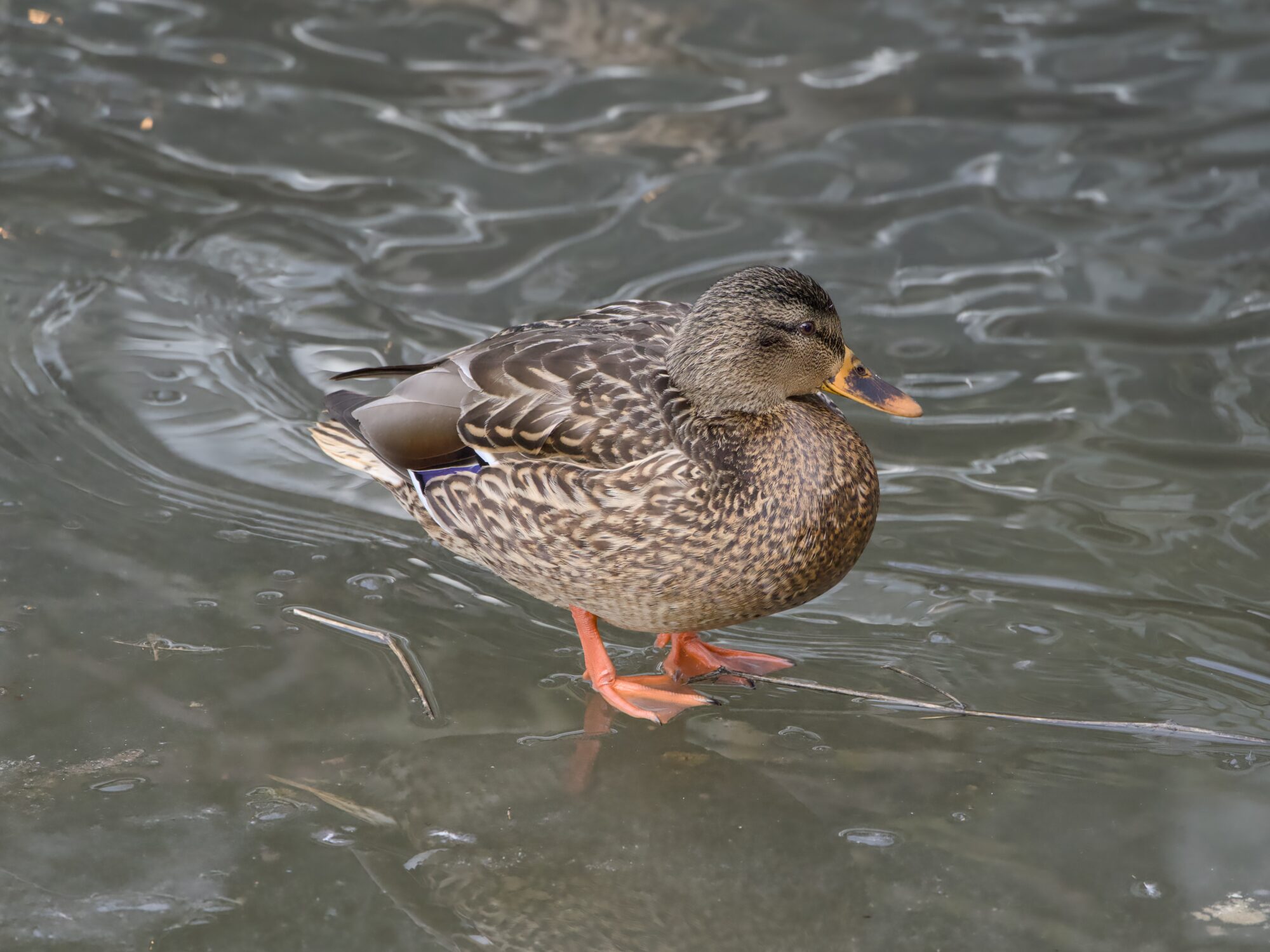 A female Mallard standing on very thin greenish ice; next to her is actual rippling water