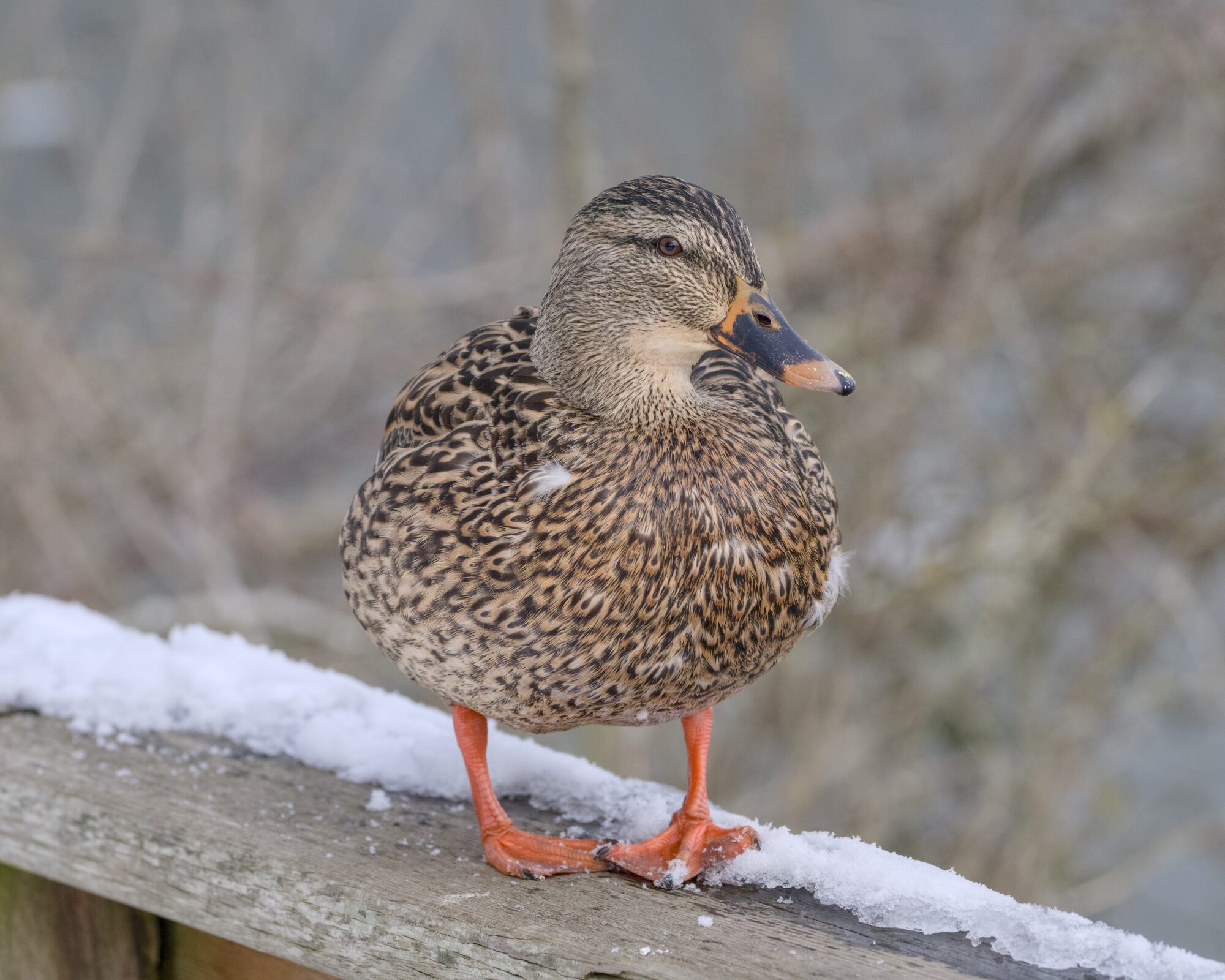 A female Mallard on a partly snow-covered wooden fence