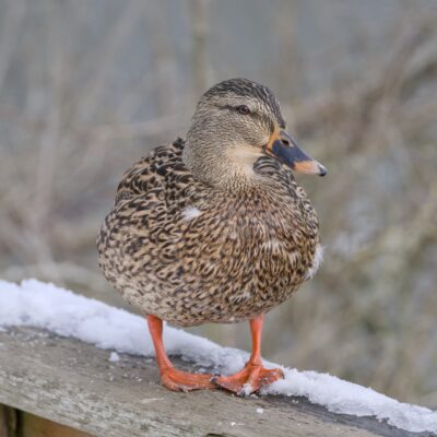 A female Mallard on a partly snow-covered wooden fence