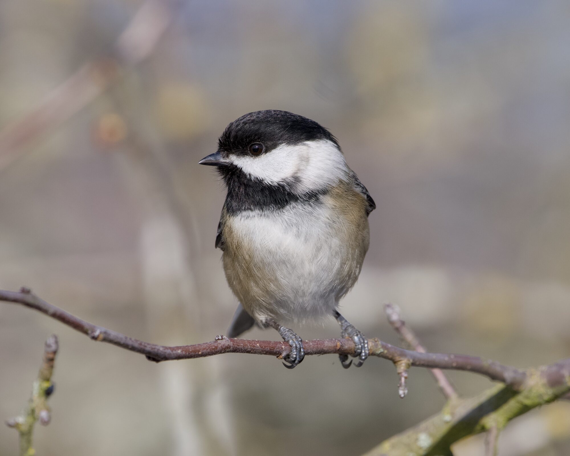 A Black-capped Chickadee on a branch, looking left