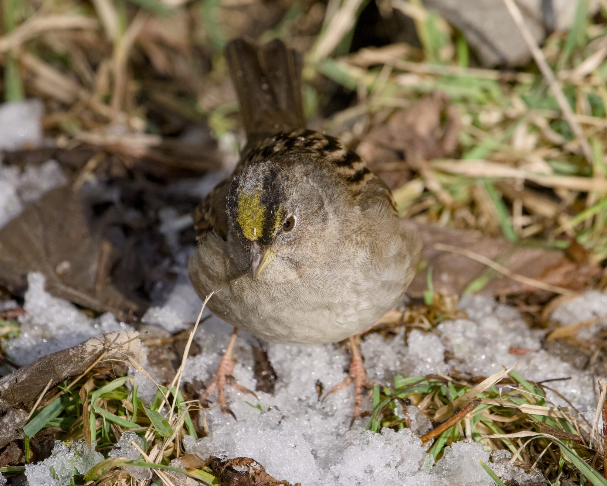 A Golden-crowned Sparrow standing in a bit of snow