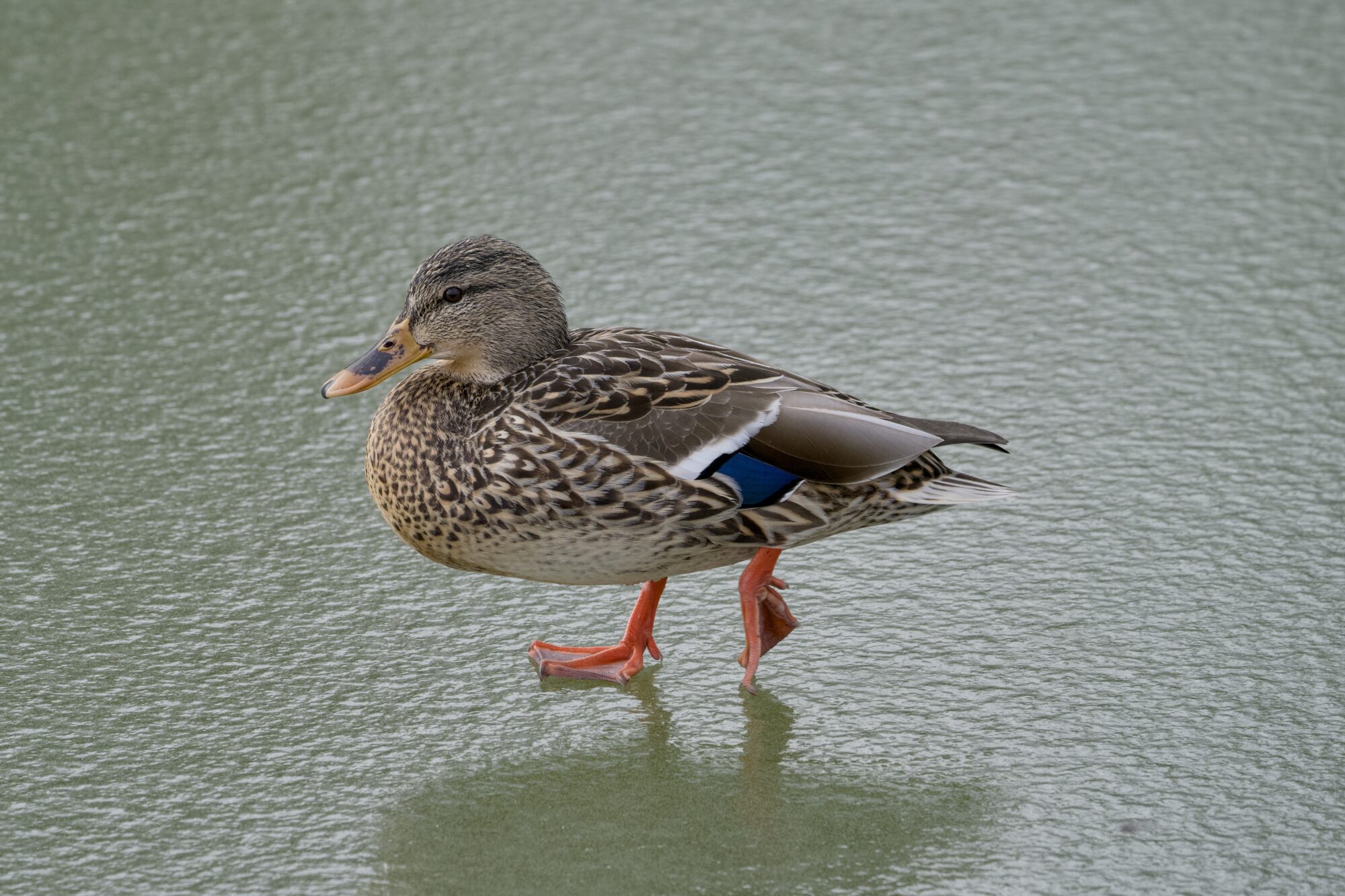 A female Mallard walking on bumpy greenish ice