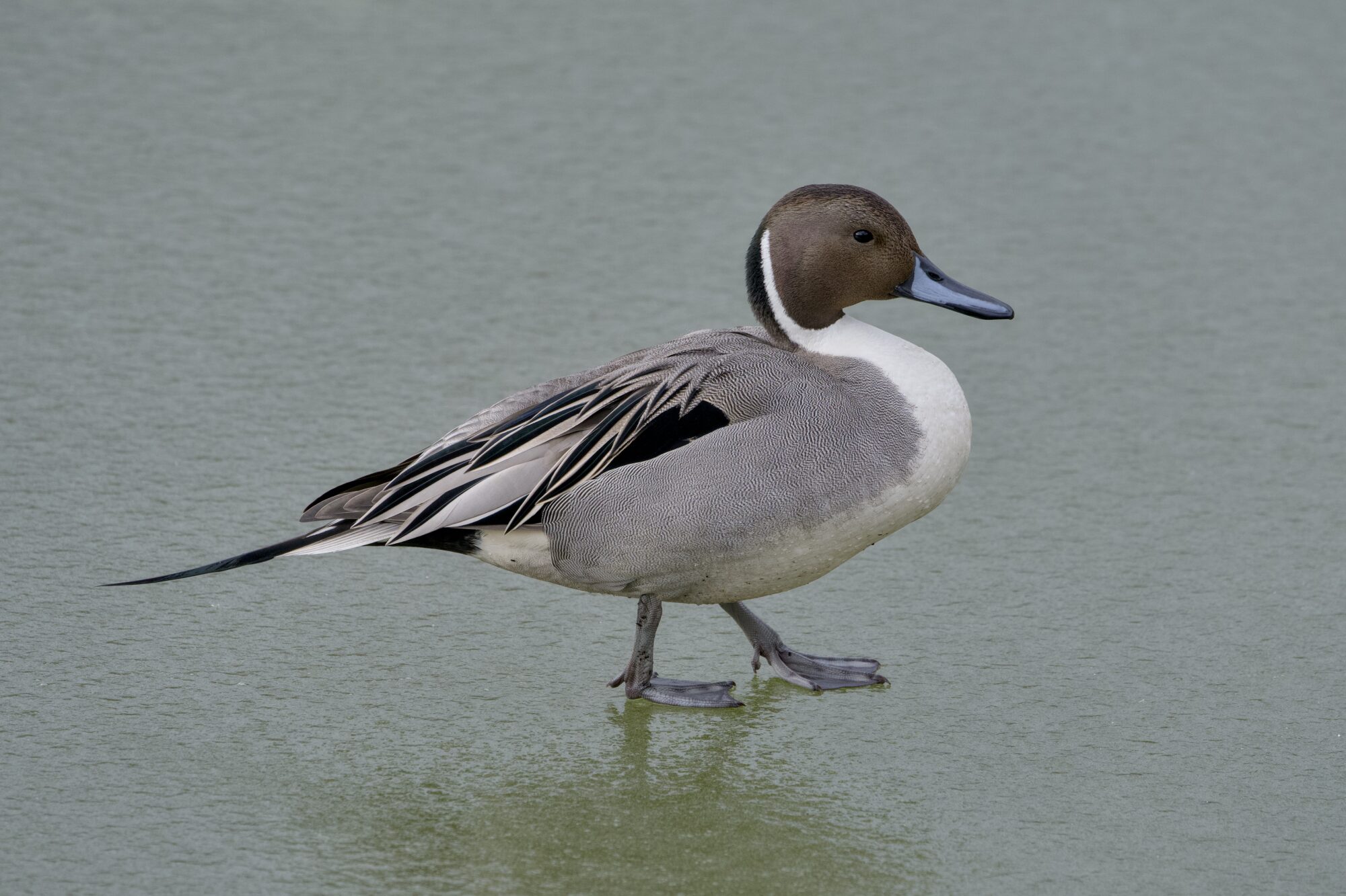 A male Northern Pintail walking on bumpy greenish ice