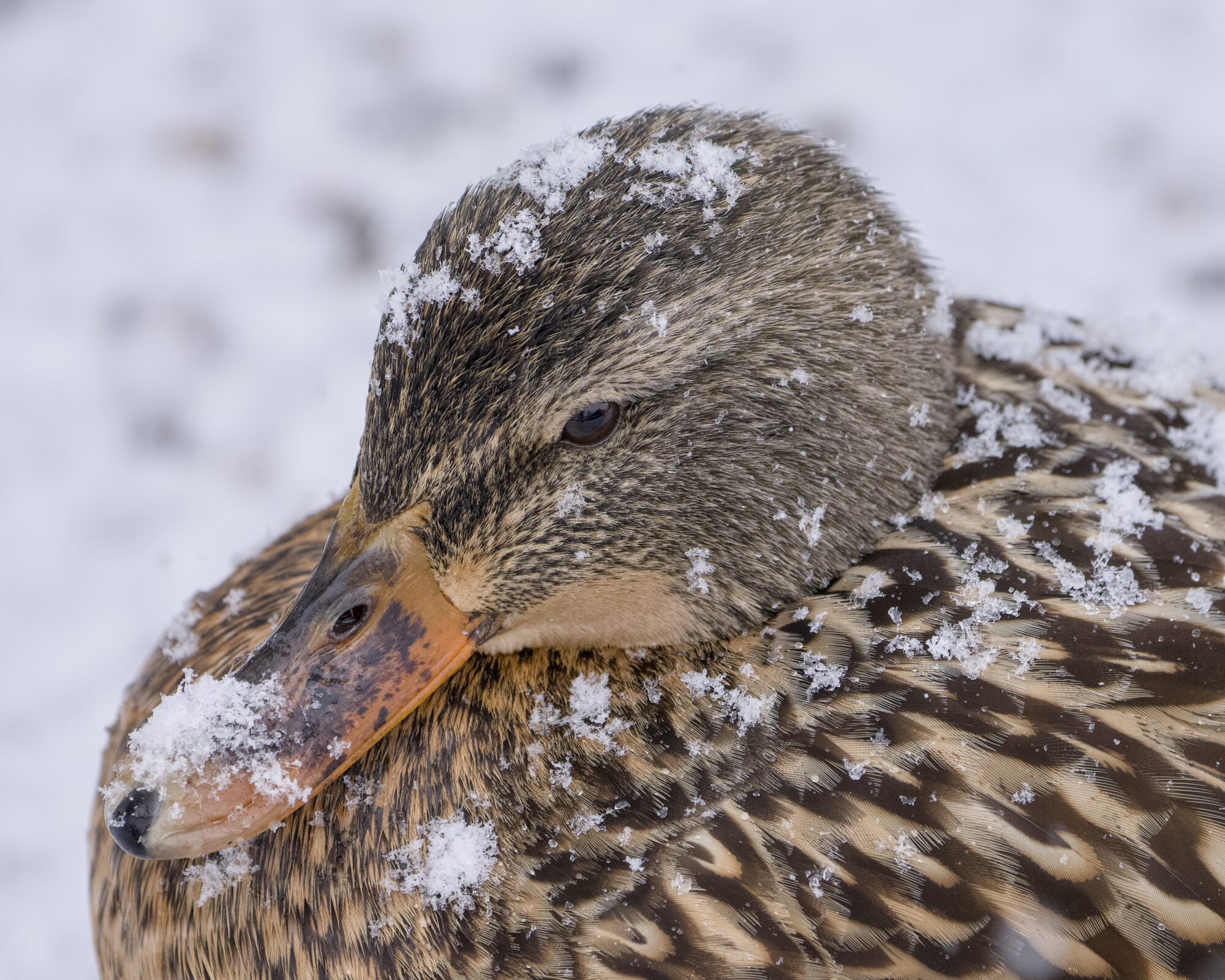 Closeup of a female Mallard's head and chest. She is covered in clumps of thick wet snow. All around her the ground is white