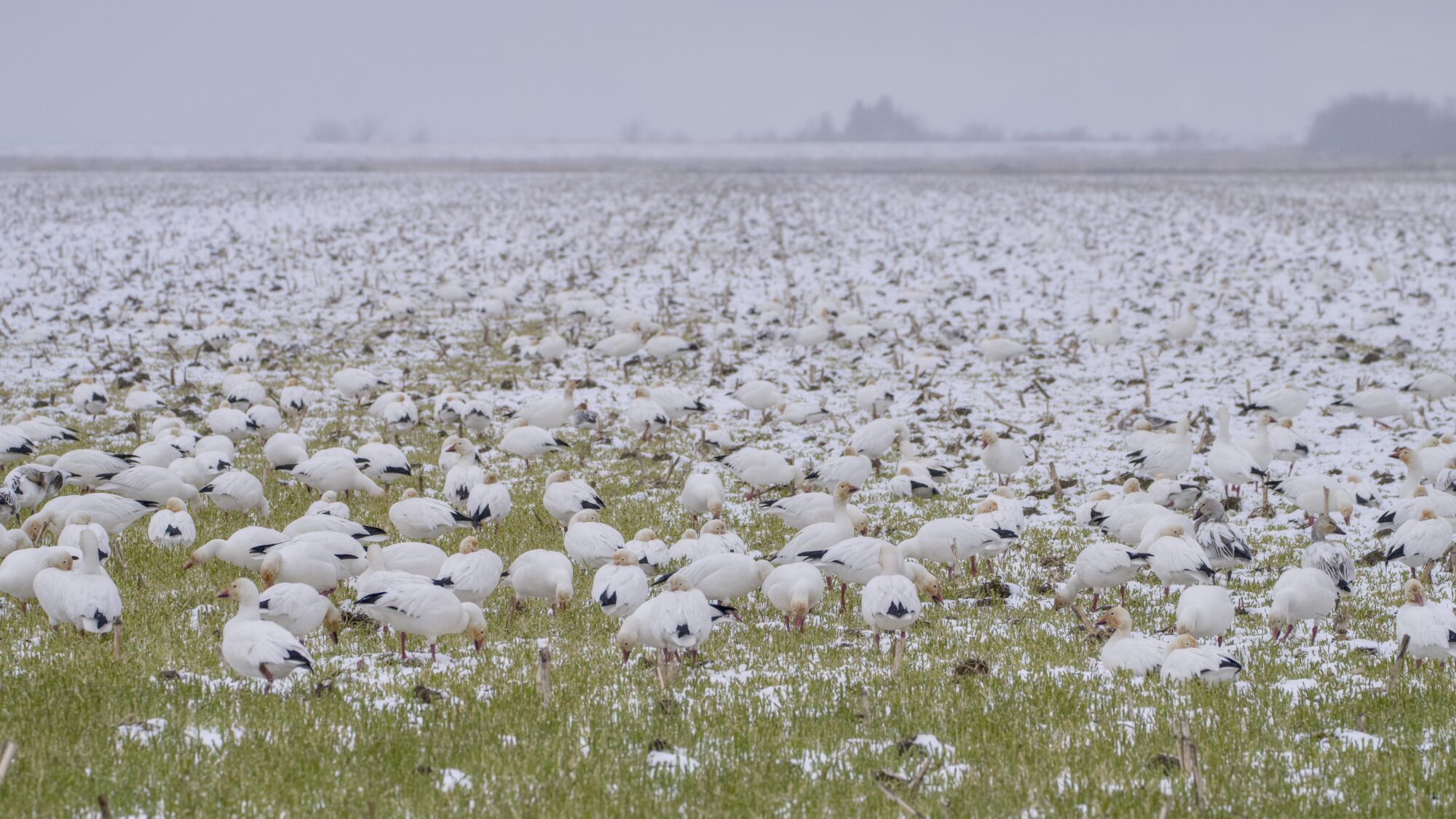 A field full of Snow Geese. The grass around them is covered in snow here and there. The sky is grey