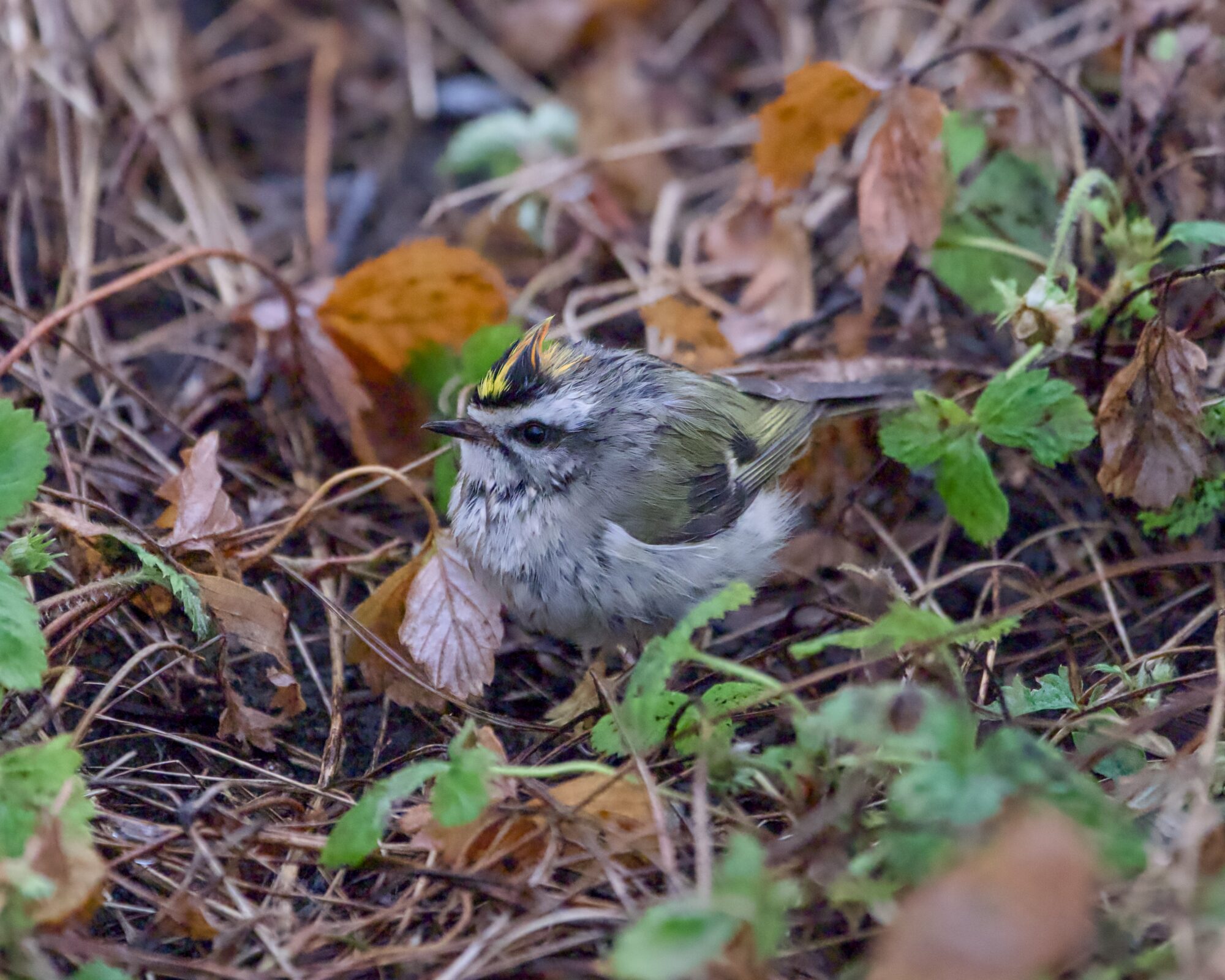 A male Golden-crowned Kinglet, disheveled and wet, on the ground amidst grasses and leaves etc