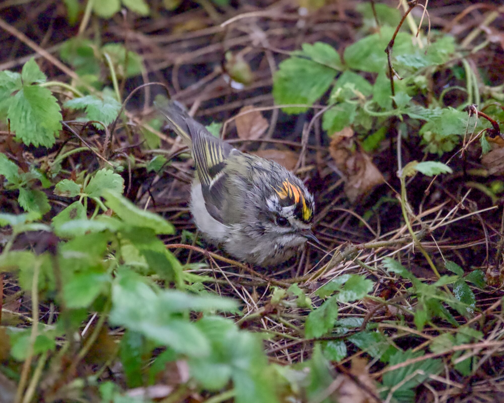 A male Golden-crowned Kinglet, disheveled and wet, on the ground amidst grasses and leaves etc